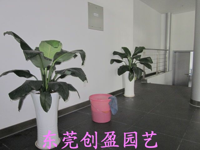 辦公室的植物裝飾設(shè)計(jì)需要注意那些細(xì)節(jié)？