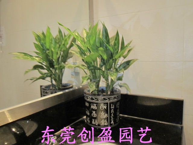辦公室里擺放植物出乎預(yù)料的好處