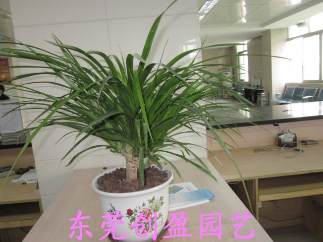 植物不但可以?xún)艋諝膺€可以殺滅細(xì)菌嗎？！