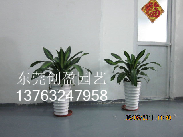 公植物租賃，讓你擺脫單調(diào)的辦公室