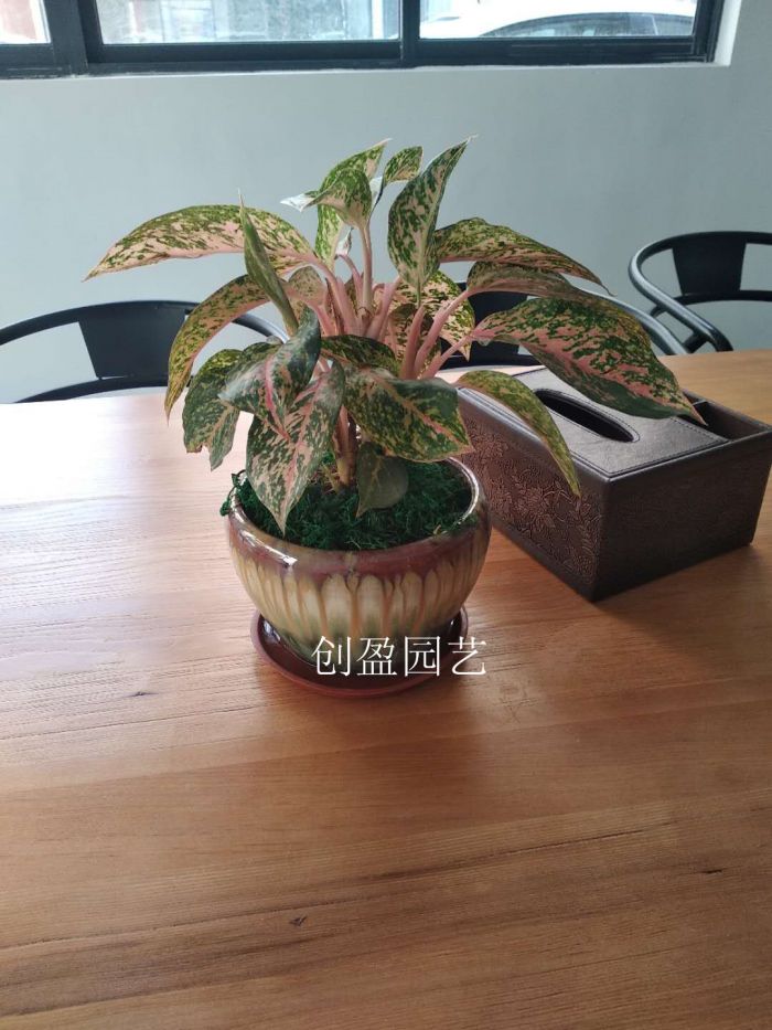 新款盆栽
