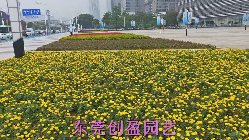 綠化養(yǎng)護(hù)