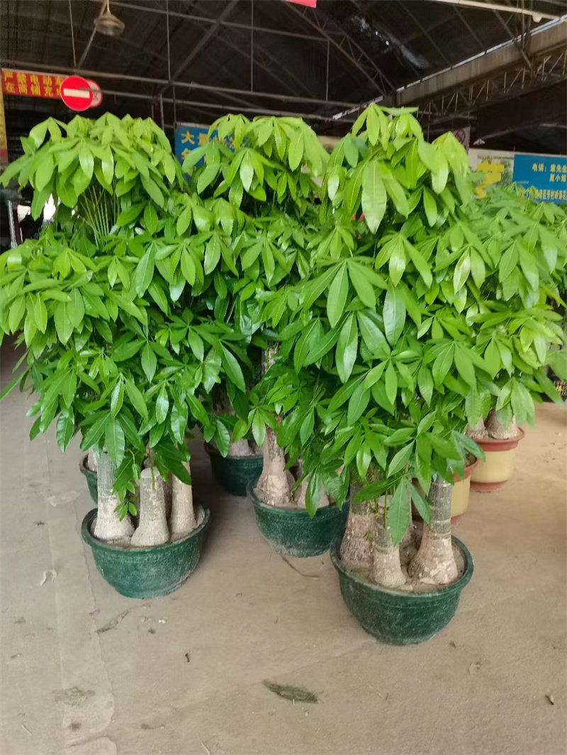 綠植租賃 (20)