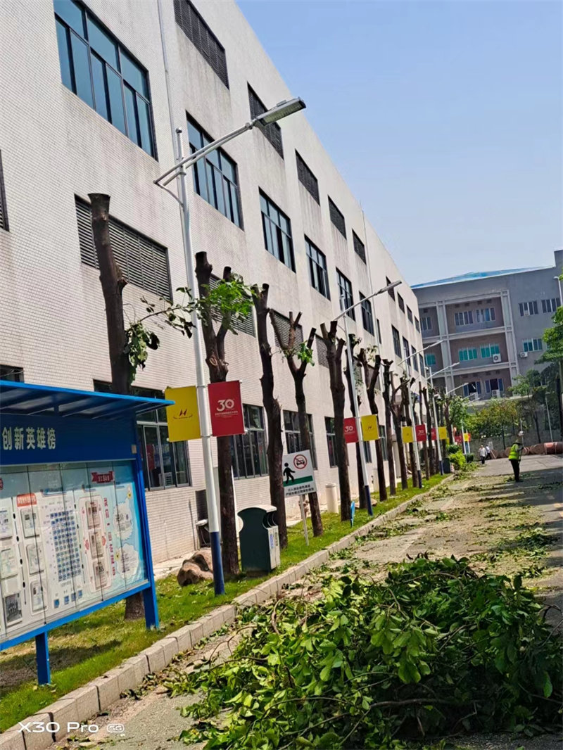 綠化養(yǎng)護 (7)